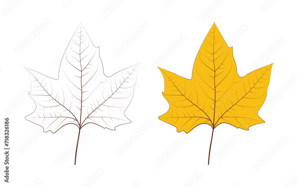 detailed leaf drawing. hand drawn yellowed leaf illustration detailed leaf drawing. hand drawn yellowed leaf illustration