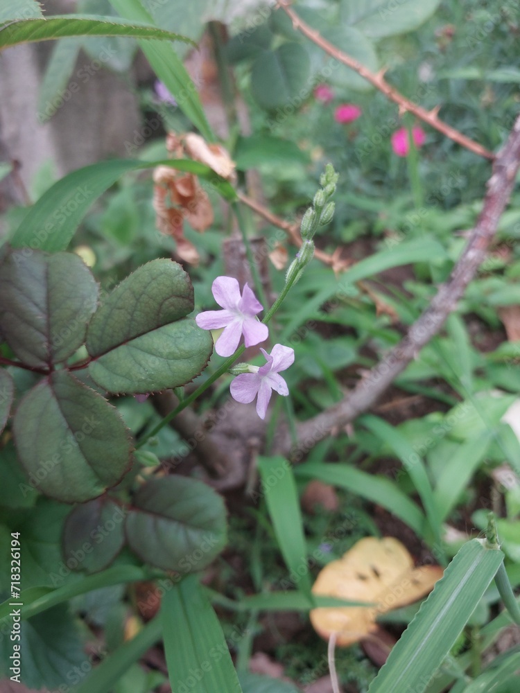 Small purple flower in the garden Small purple flower in the garden