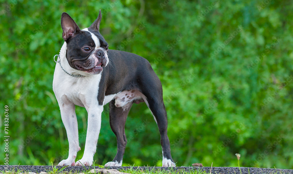 Outdoor head portrait of a 2-year-old black and white dog, young purebred Boston Terrier in a park. Boston Terrier dog posing in city center park. Large copy space, blurry background.