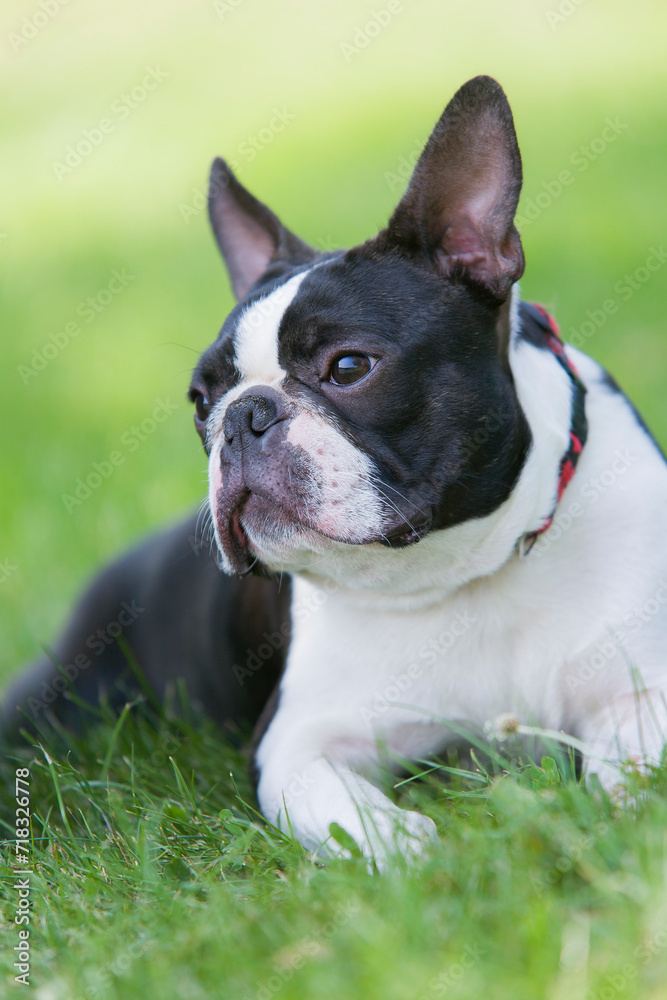 Outdoor head portrait of a 3-year-old black and white dog, young purebred Boston Terrier in a park. Boston Terrier dog posing in city center park, lying in the grass after a walk. 
