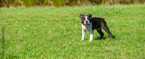 A young Boston Terrier playing in a park against a green background. Black and white dog portrait on green grass. Purebred Boston Terrier puppy outdoor. Large copy space.