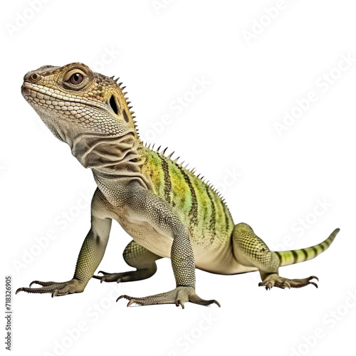 Lizard clip art