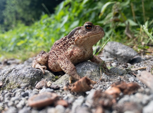 Common European toad (bufo bufo). Detail of frog