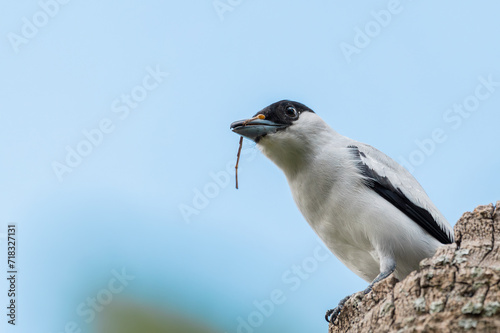 Fotografie Titira Piquinegro - Tityra inquisitor Macho