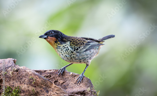  Ixothraupis Rufigula - Tángara Barbirrufa  Rufous-throated Tanager photo