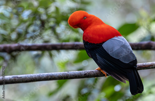 Gallito de Roca Andino - Andean Cock-of-the-rock Rupicola peruvianus  photo