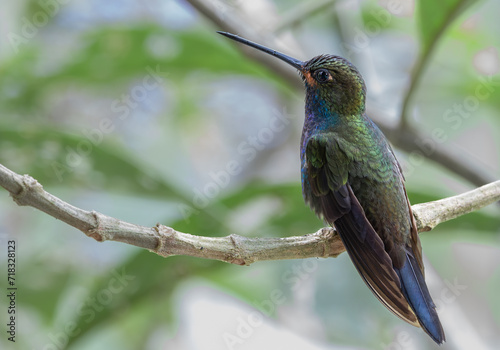 Colibrí Nagüiblanco - Rufous-gaped Hillstar - Urochroa bougueri  photo