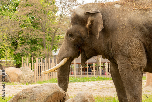 Asia Elephant in Thailand  Asia Elephants in Chiang Mai. Elephant Nature Park  Thailand