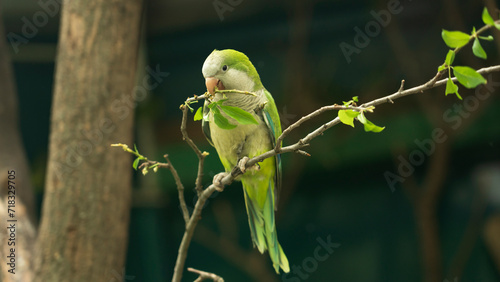 A monk parakeet (Myiopsitta monachus), also known as a quaker parakeet, sits on a green tree branch in the early morning in the northern Pantanal, Mato Grosso in Brazil.