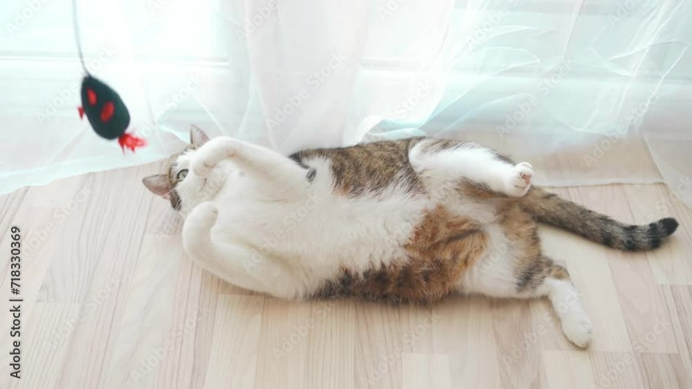 Cute tabby cat playing with toy on floor at home. Furry pedigreed pet indoors. Little best friends concept. High quality FullHD footage Cute tabby cat playing with toy on floor at home. Furry pedigreed pet indoors. Little best friends concept. High quality FullHD footage