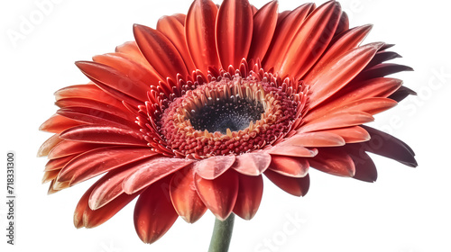 red gerbera flower