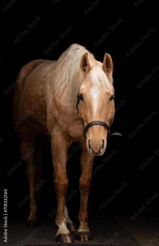 Fototapeta premium Horses