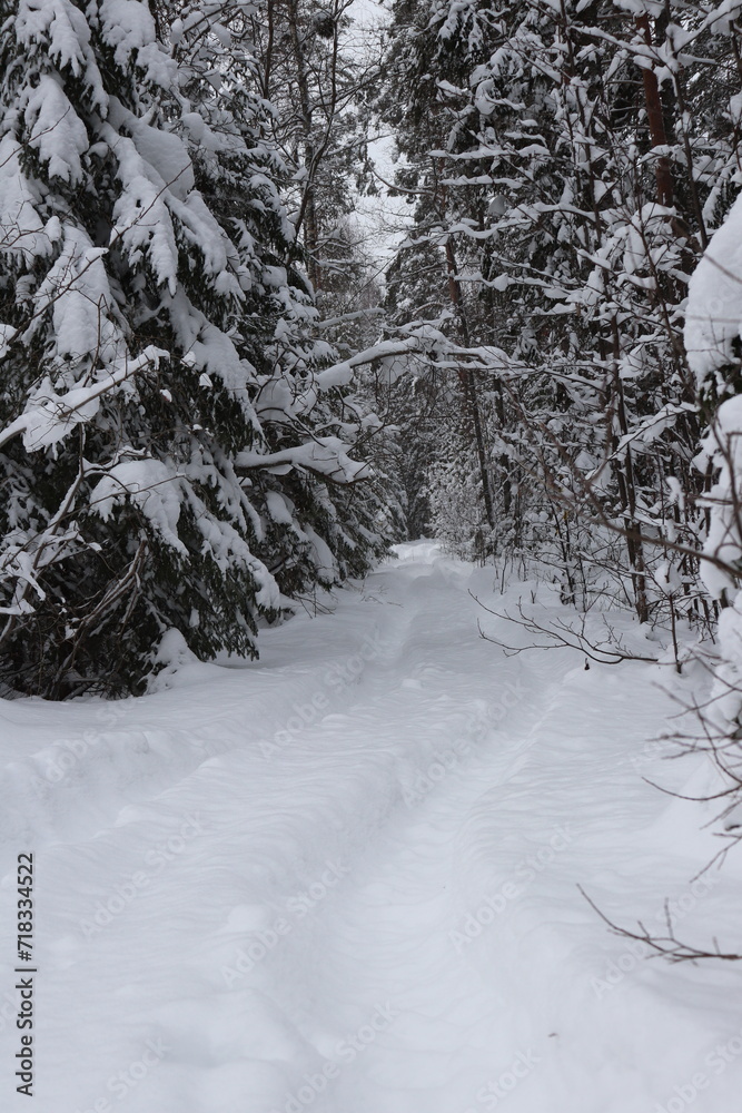 Fototapeta premium winter forest road