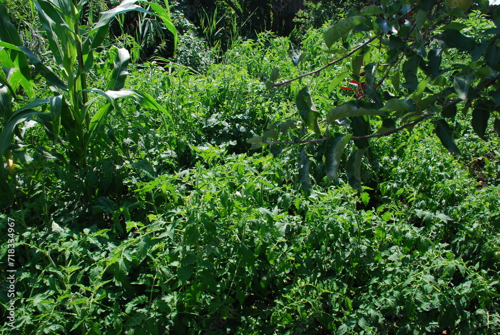 Ground tomatoes in the garden. Under the bright summer sun, low tomato bushes grew. Fruits and flowers are not yet visible, only long green stems with green leaves.