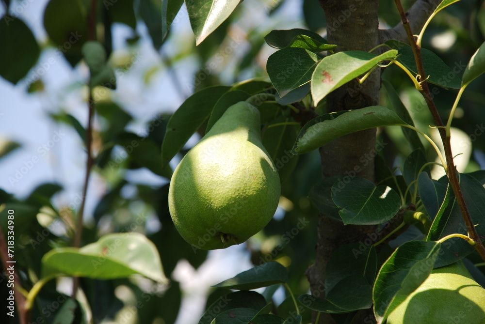 Pear tree with fruits. Under the sun, many green pears grew on a low tree. The fruits are elongated with a thickening at the bottom. They hang on branches among green leaves. Fruits ripen under sun.