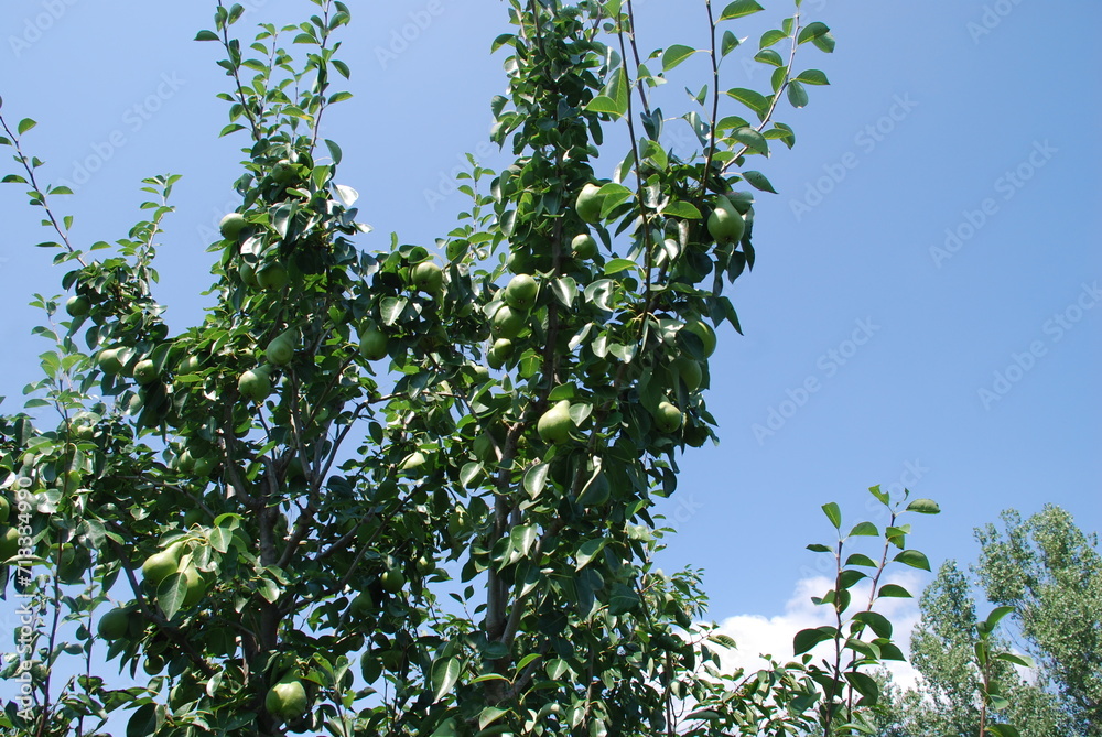 Pear tree with fruits. Under the sun, many green pears grew on a low tree. The fruits are elongated with a thickening at the bottom. They hang on branches among green leaves. Fruits ripen under sun. Pear tree with fruits. Under the sun, many green pears grew on a low tree. The fruits are elongated with a thickening at the bottom. They hang on branches among green leaves. Fruits ripen under sun.