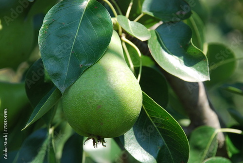 Pear tree with fruits. Under the sun, many green pears grew on a low tree. The fruits are elongated with a thickening at the bottom. They hang on branches among green leaves. Fruits ripen under sun. photo