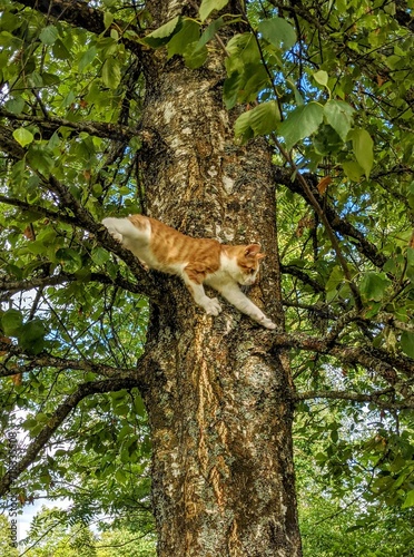 orange cat climbing in the birch tree in summer. 