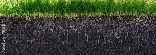 grass with roots and soil