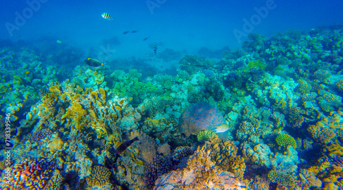 coral reef with fish for banner background © serhii