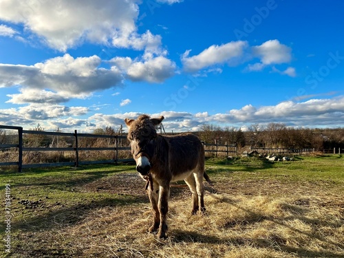 The donkey on the farm on green grass. Blue sky © Valerii Holovenko