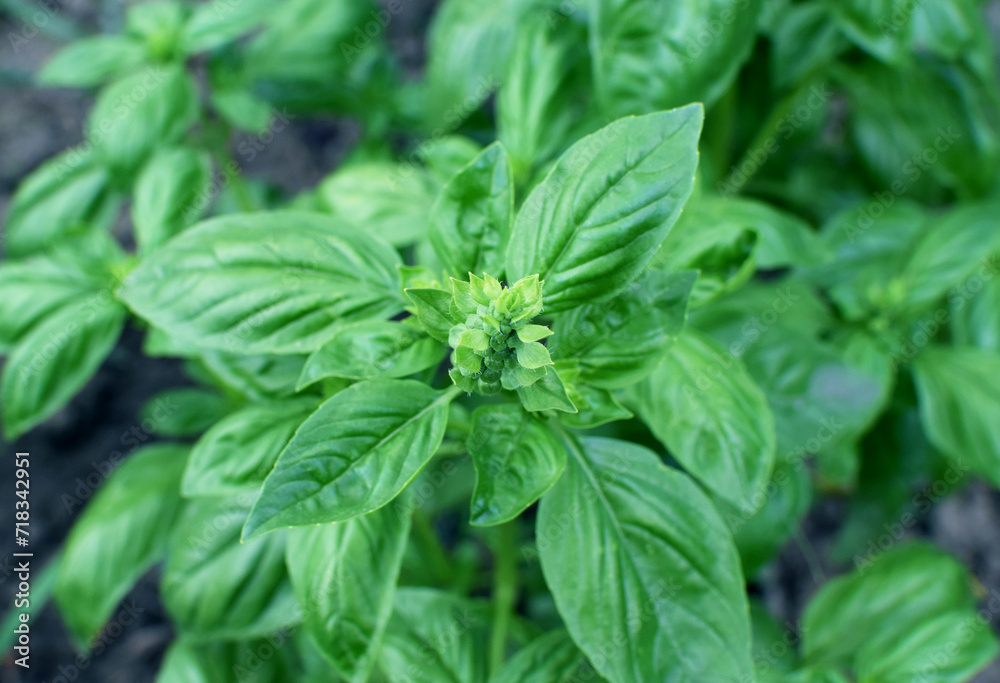 Green basil growing in the vegetable garden Green basil growing in the vegetable garden