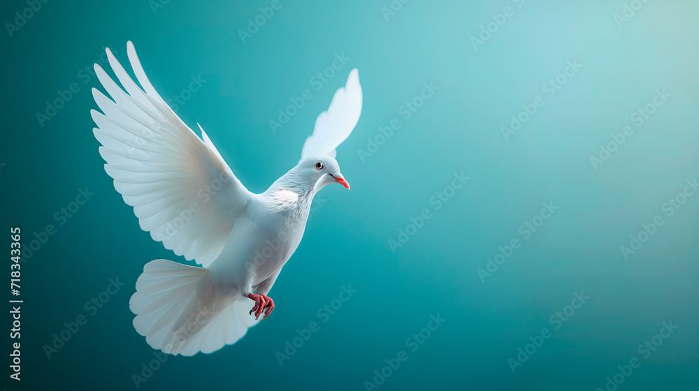 Paloma blanca sobre fondo liso para utilizarlo como imagen de la paloma de la paz - obrazy, fototapety, plakaty 