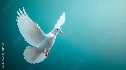 Paloma blanca sobre fondo liso para utilizarlo como imagen de la paloma de la paz photo
