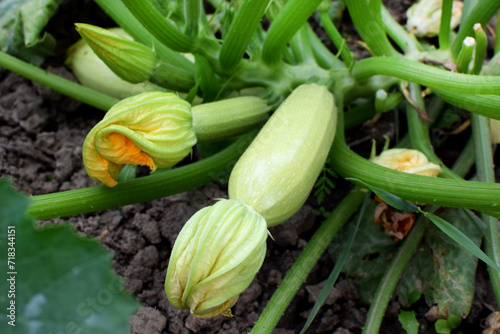 Zucchini growing in in the vegetable garden. Squash bloosoms.