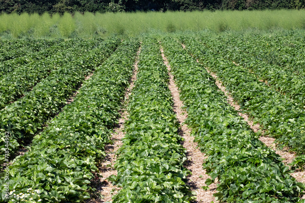 rows of strawberries  in field