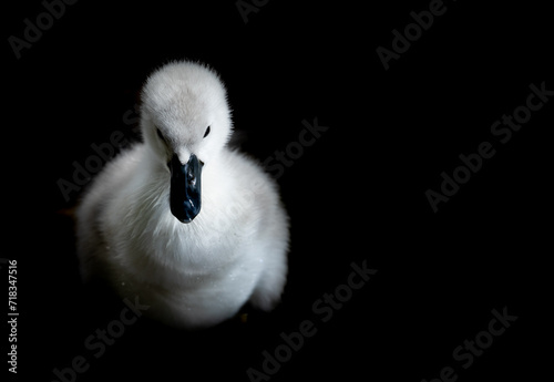 swan cygnet  photo