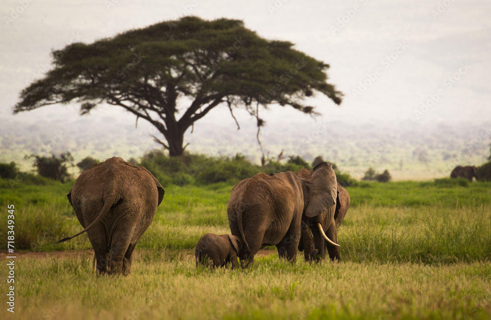 Afrykańskie słonie na sawannie Parku Narodowego Amboseli Kenia - obrazy, fototapety, plakaty 
