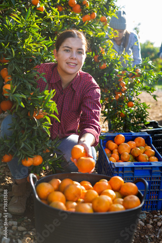 Hardworking farmer girl working in a fruit nursery plucks ripe tangerines from a tree photo