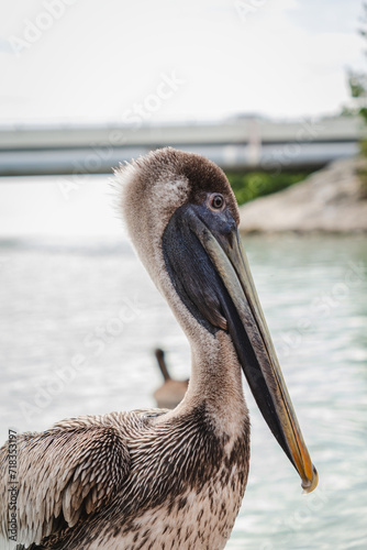 pelican on the beach