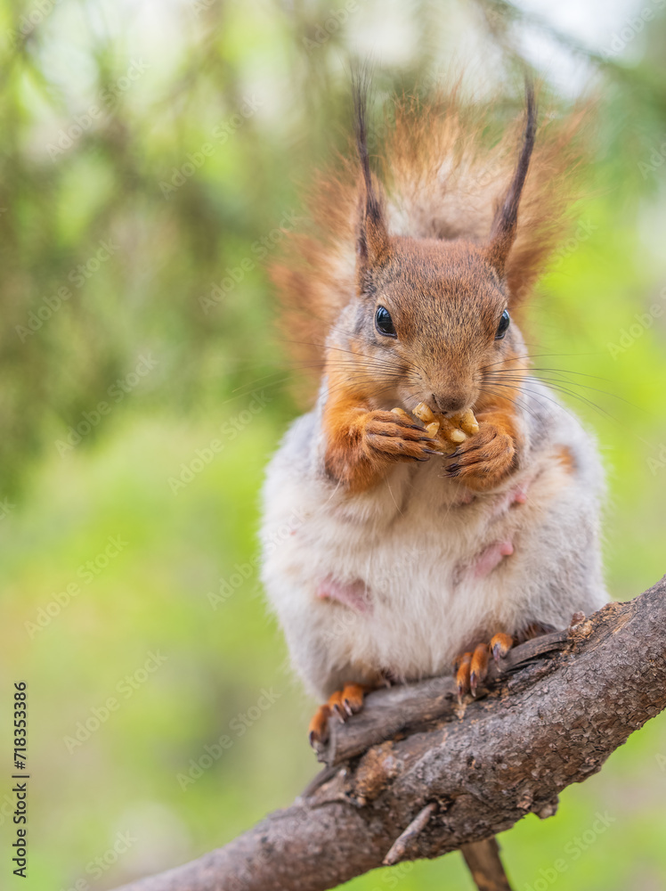 Fototapeta premium The squirrel with nut sits on a branches in the spring or summer.
