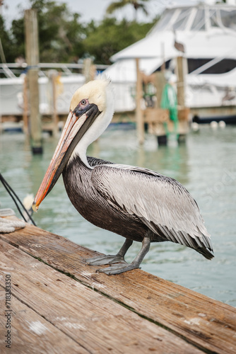 pelican on the beach