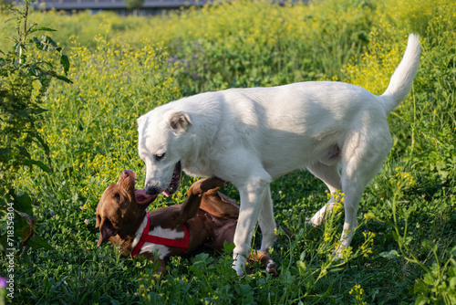 Dogs playing. White dog playing with red nose pitbull in green grass.