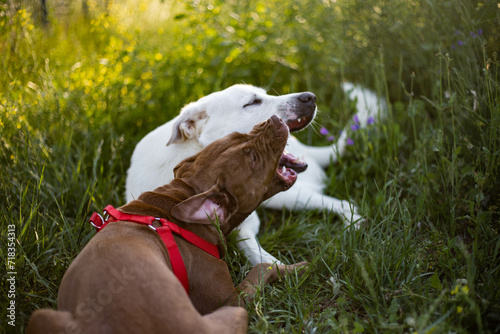 Dogs playing. White dog playing with red nose pitbull in green grass.