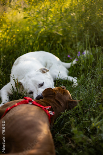 Dogs playing. White dog playing with red nose pitbull in green grass.