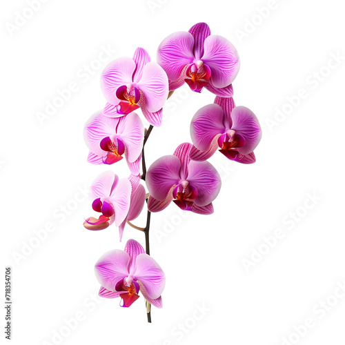 Purple orchid isolated  Png  on transparent and white background