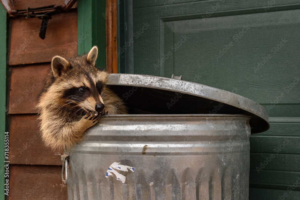Raccoon (Procyon lotor) Sitting in Garbage Can Nibbles on Marshmallow