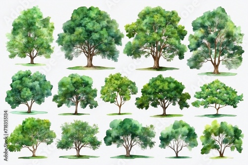 set of watercolor summer trees isolated on white backdrop  forest collection