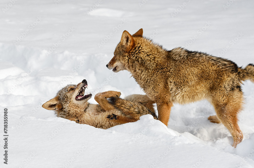 Coyote (Canis latrans) Stands Over Packmate Baring Teeth Winter