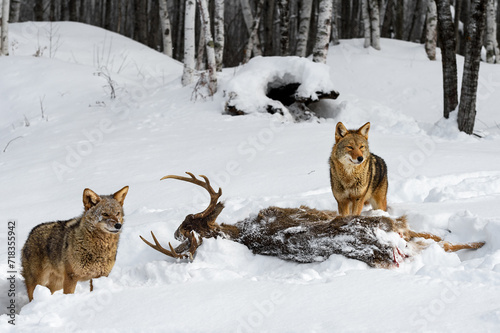 Coyotes  Canis latrans  Stand Near Deer Carcass Winter