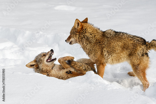 Obraz na płótnie Coyote (Canis latrans) Stands Over Packmate Baring Teeth Winter w salonie