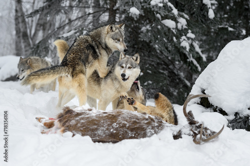 Grey Wolves (Canis lupus) Pile Together at White-Tail Deer Carcass Winter