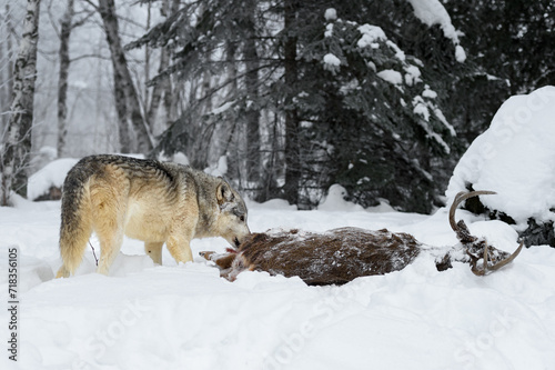 Grey Wolf (Canis lupus) Sniffs at Rear of Deer Carcass Winter