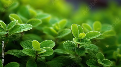  a close up of a bunch of green plants with leaves in the foreground and a blurry background in the background.