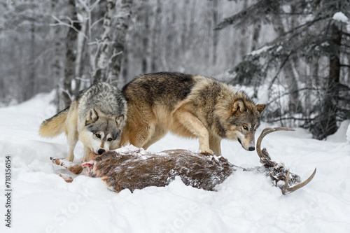 Grey Wolves (Canis lupus) Investigate Deer Carcass Winter