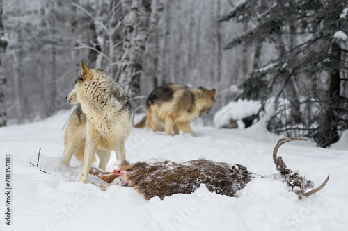 Grey Wolf (Canis lupus) at Deer Carcass Turns to Look Back at Packmate Winter
